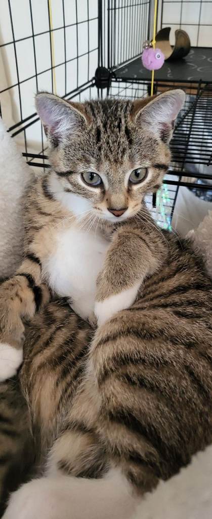 Tabby kittens