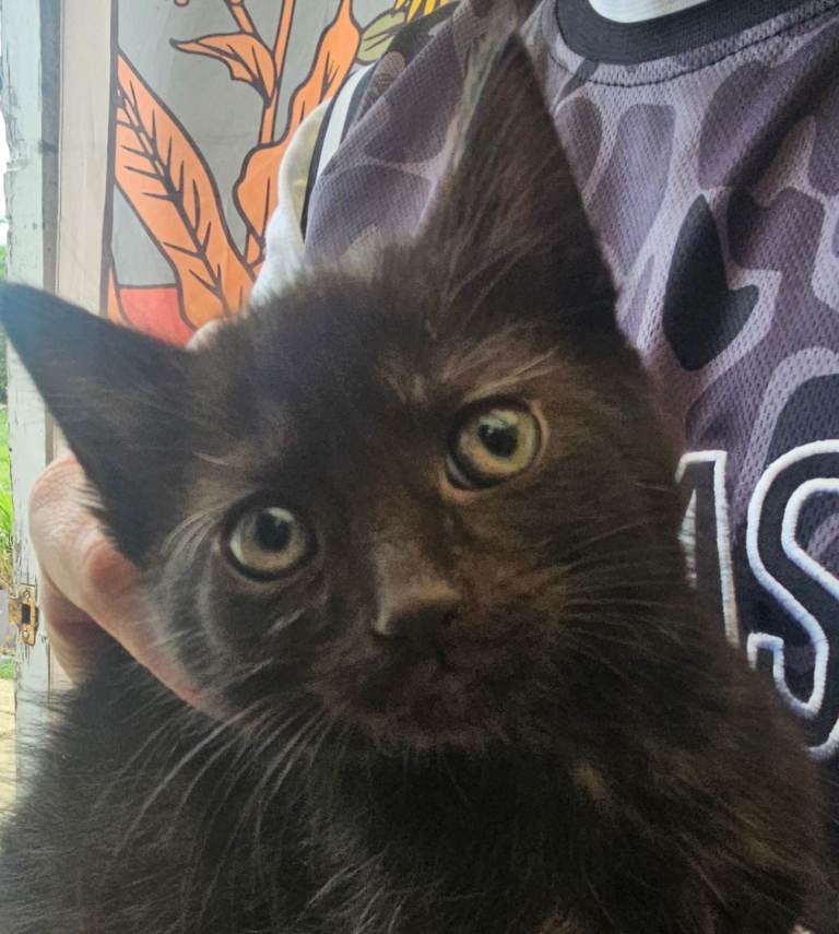 KITTEN FOR SALE READY NOW ONLY 1 GIRL LEFT