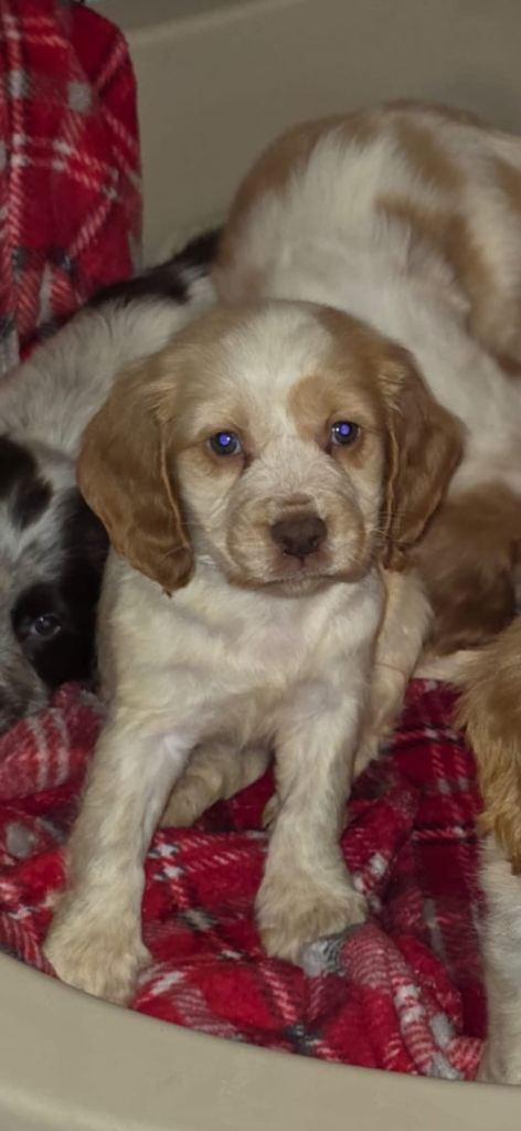 Cocker spaniel puppies
