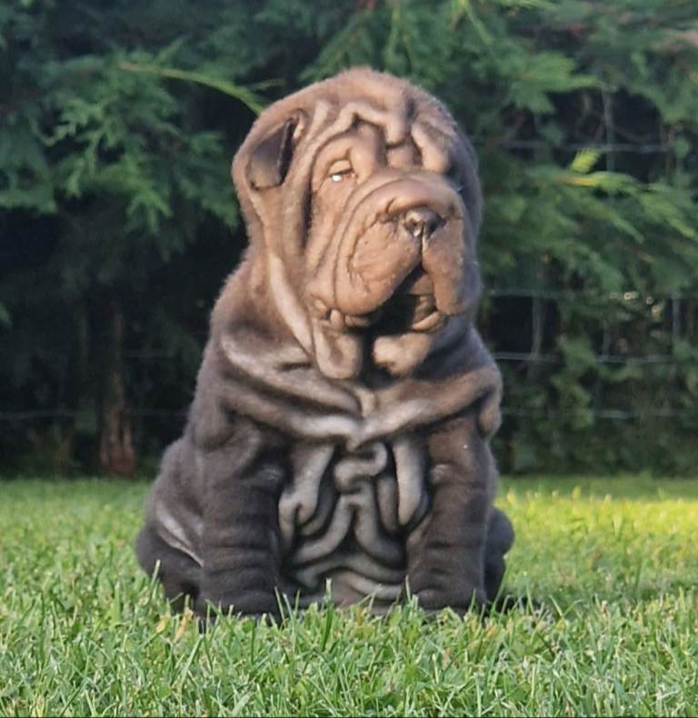 Shar Pei Puppy