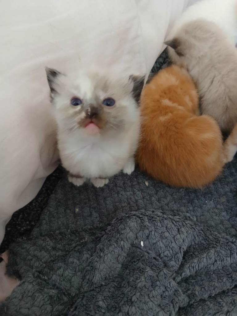 Mixed Ragdoll Kittens