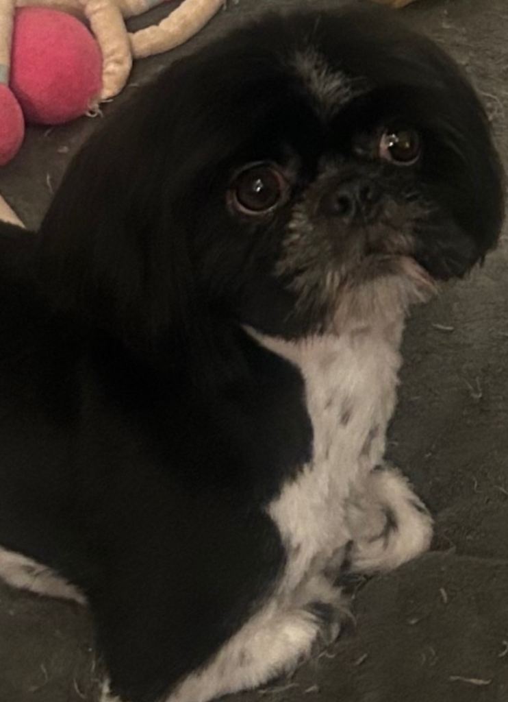Shih Tzu boy 