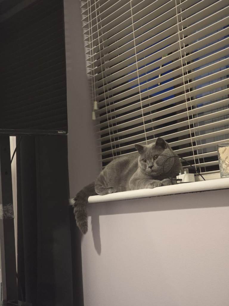 British shorthair