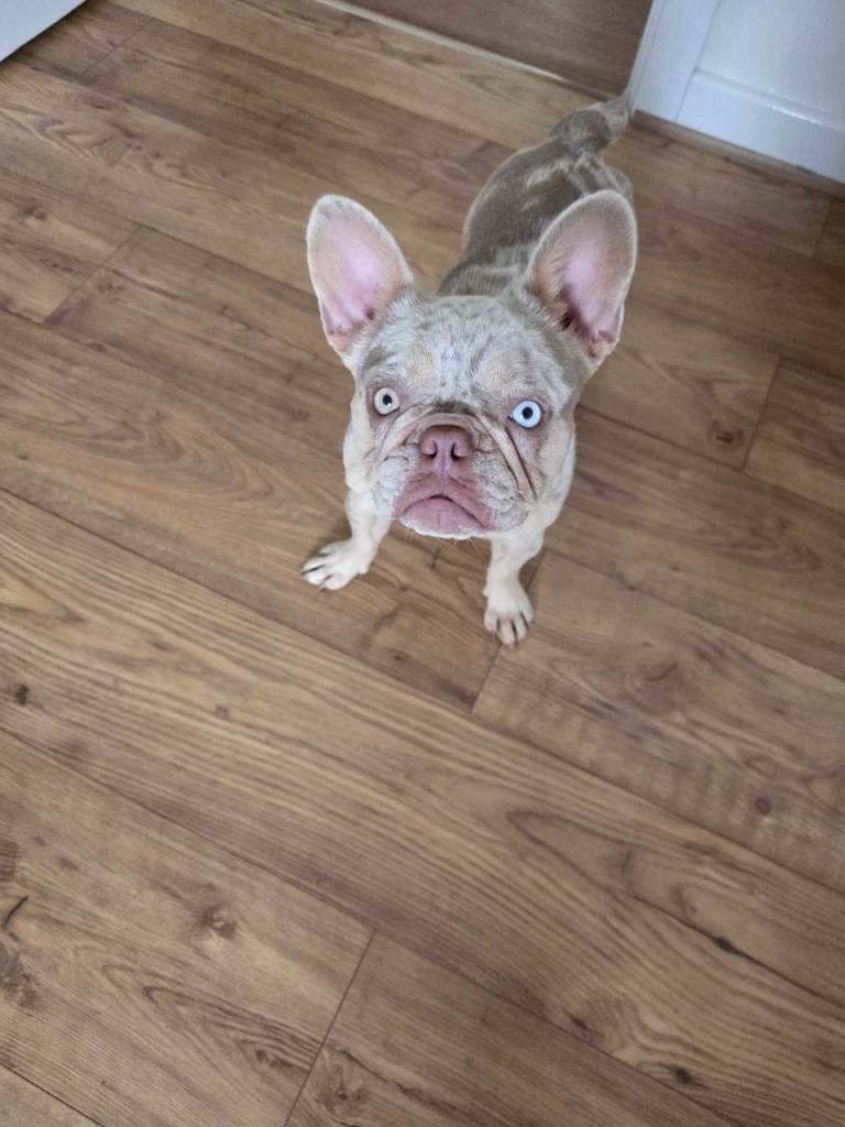 Isabella lilac merle frenchie 
