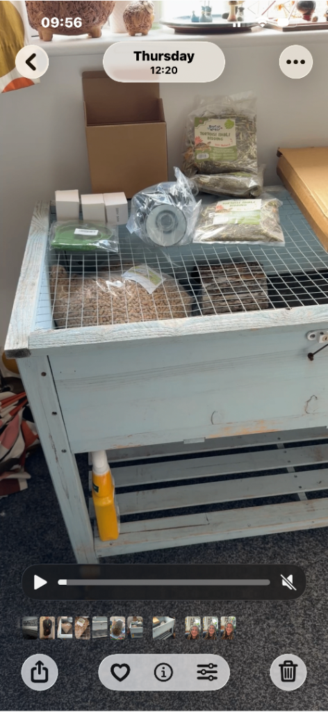Tortoise table and accessories 