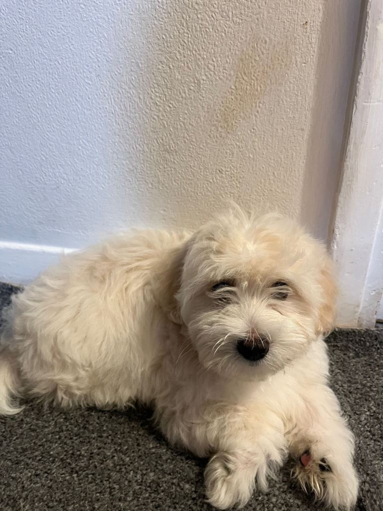 Bichon Maltese Mini Toy Puppies  
