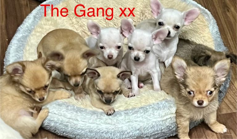 Gorgeous 9 week old male and female chihuahua puppies for sale. 