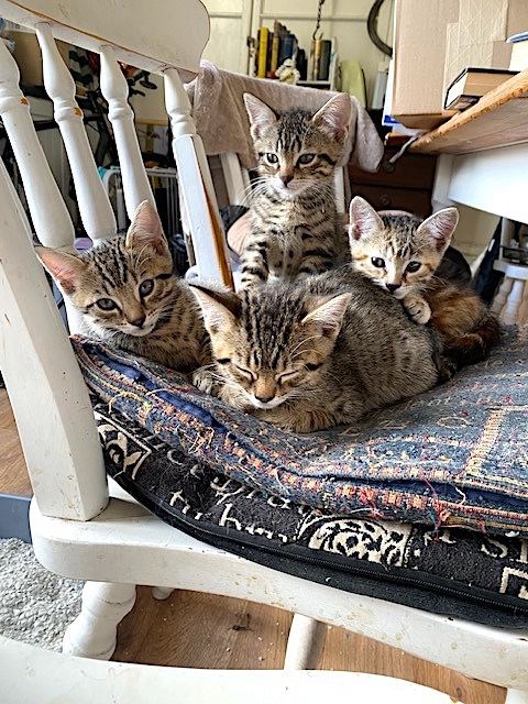 Beautiful Kittens for Sale. Go to go NOW