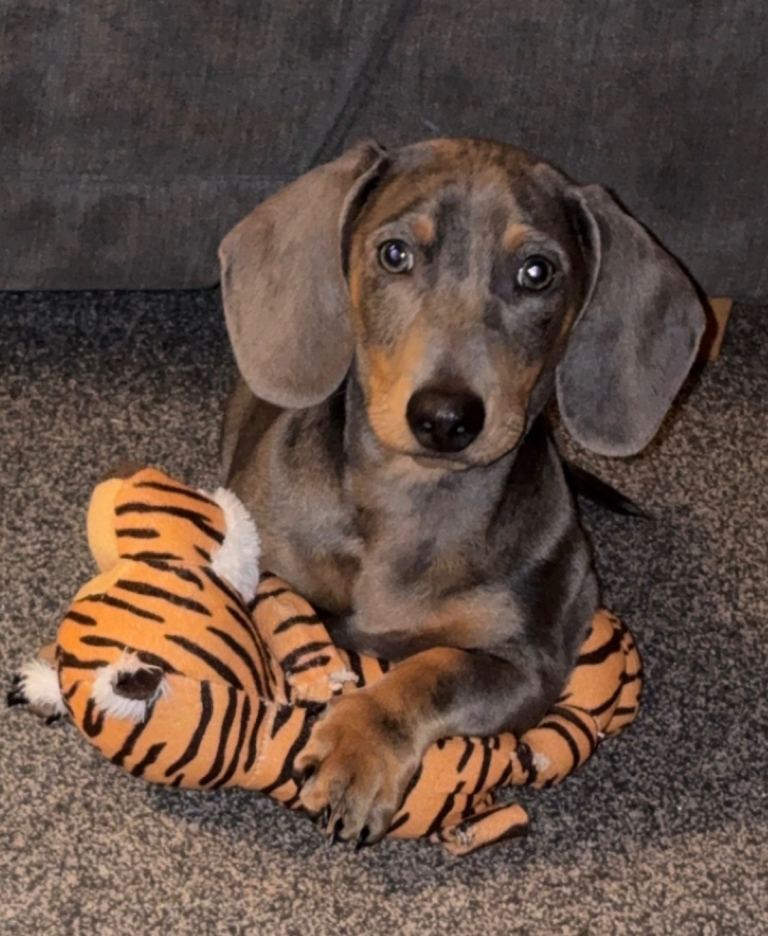 Miniature dapple dachshund