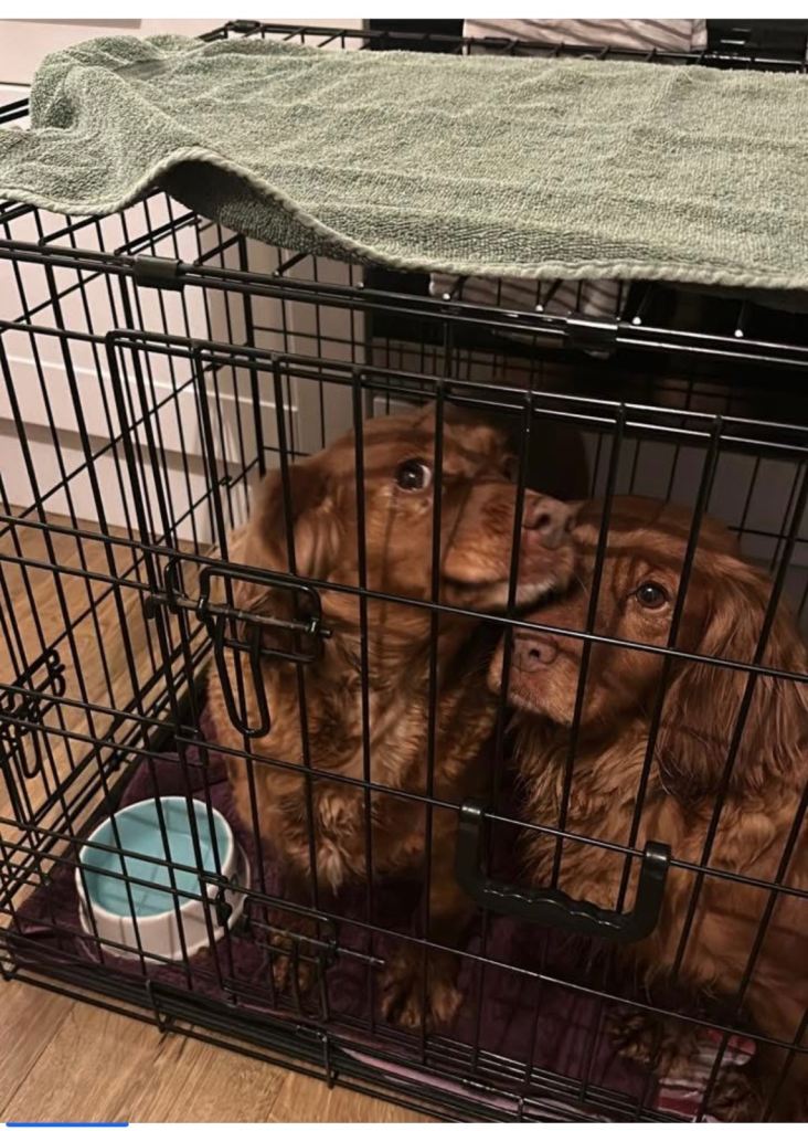 Cocker spaniel sisters 