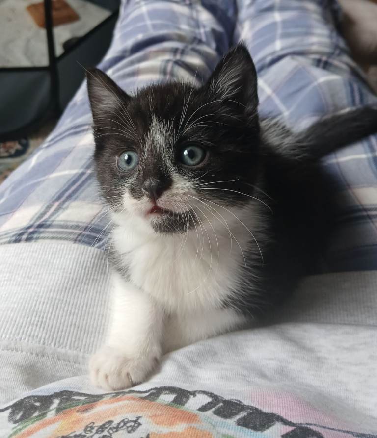 Male kitten
