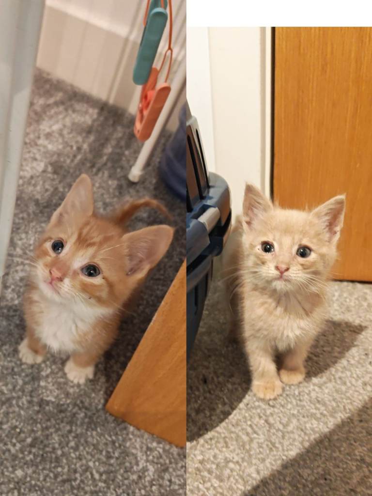 Adorable kittens - creme and ginger 