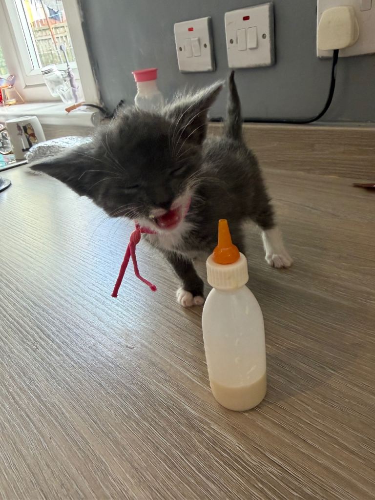 Grey kittens 