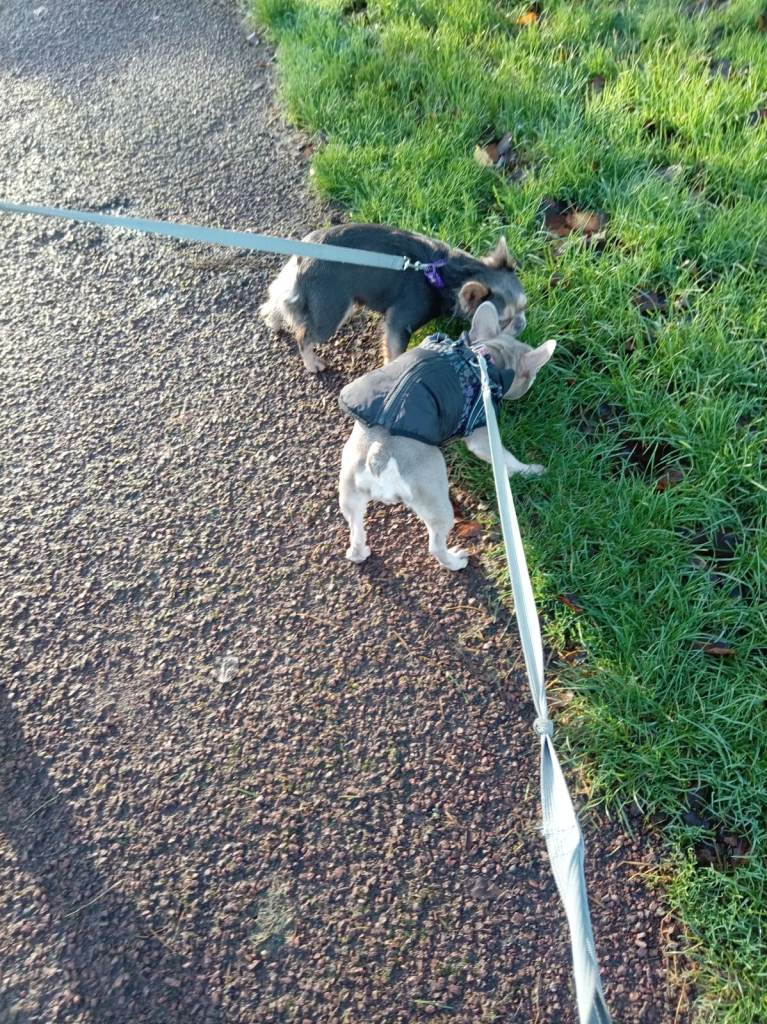 Pedigree Fluffy French Bulldog Girl