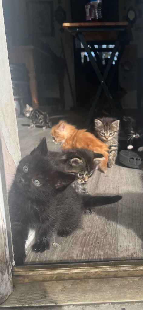 Adorable kittens for sale 
