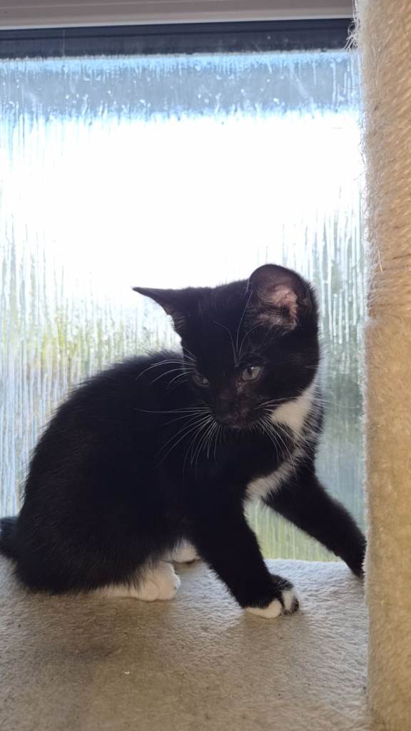 Male kitten 