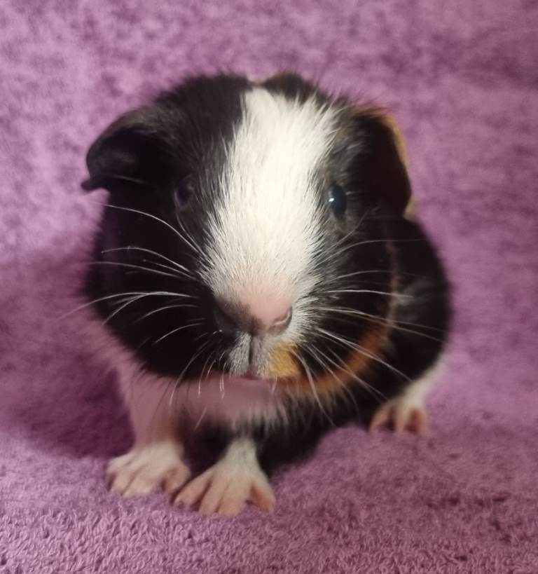 Beautiful Male Baby Guinea Pigs for sale 