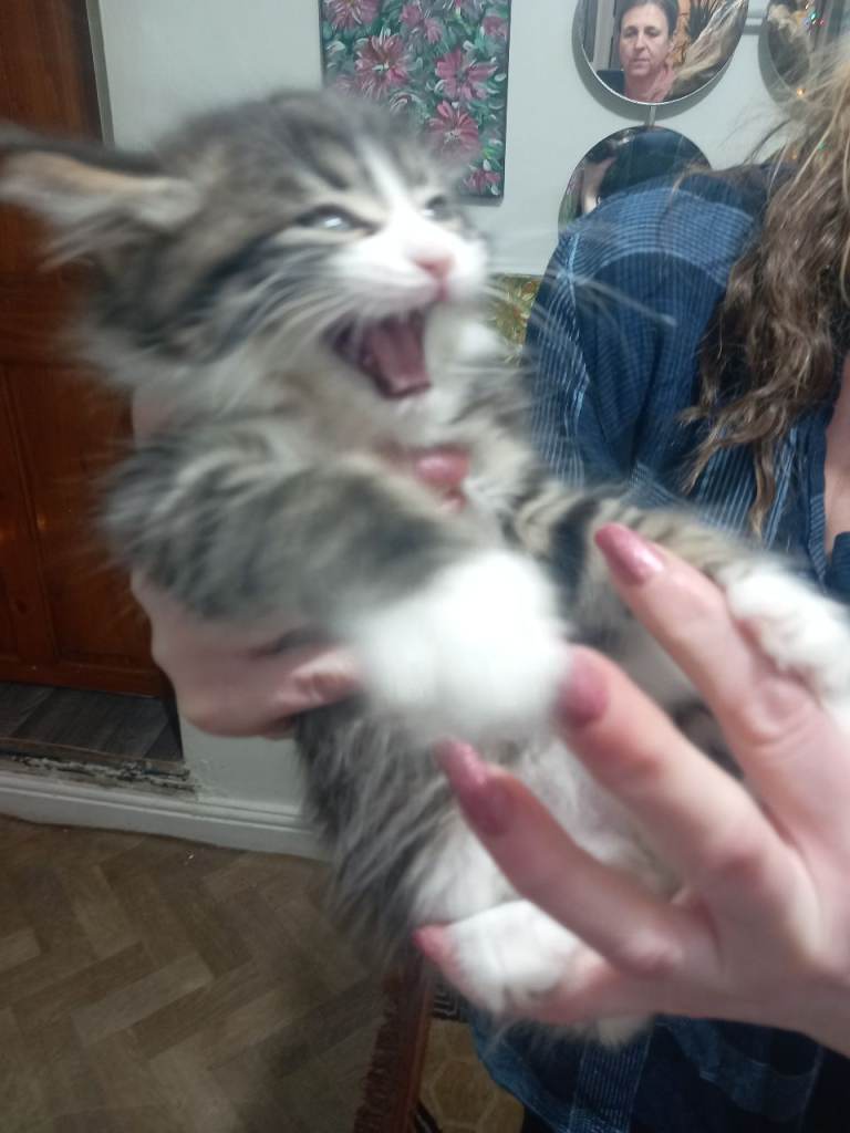 He will be 2 months old on December 17. Thick fur, nice and friendly boy kitten. Rare and beautiful.