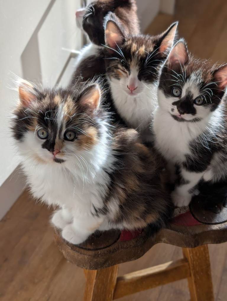 Kittens looking for forever family home