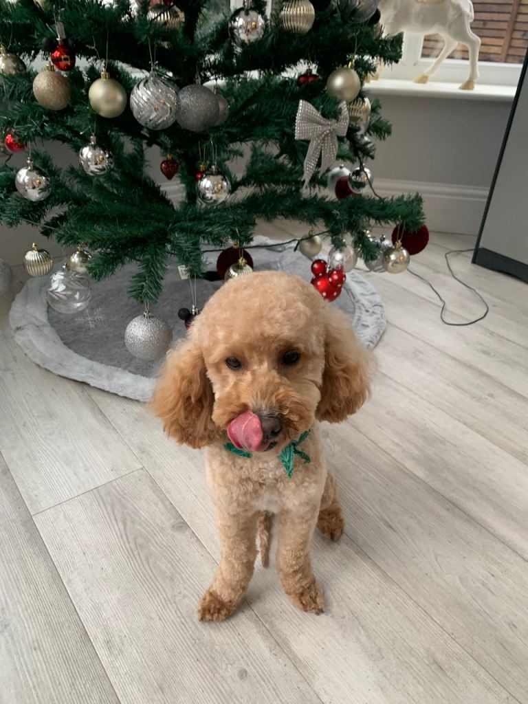 Our Dog Daisy for sale 