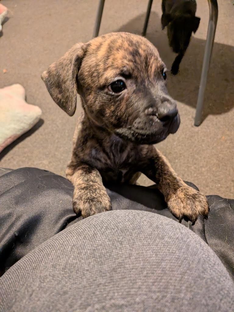 French Bulldog x Staffordshire Pup