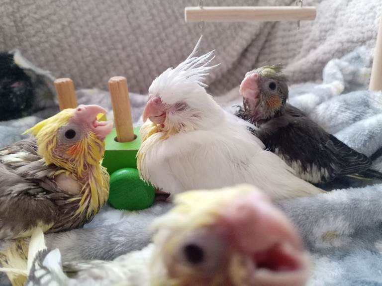 Beautiful cockatiels 