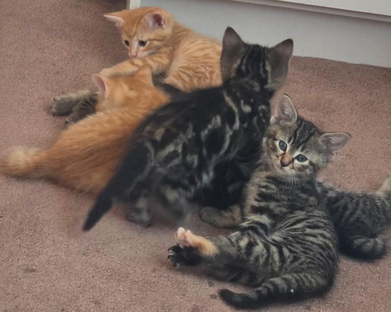 4 kittens for sale