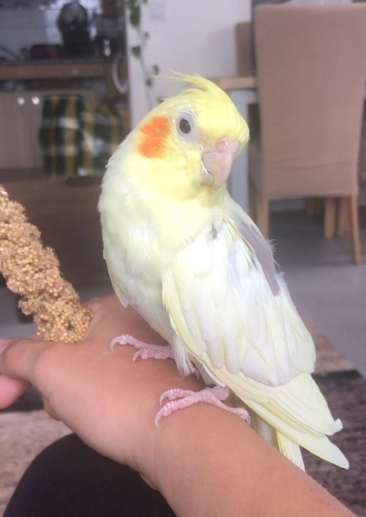 Tame cockatiel