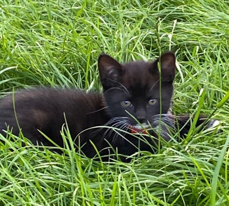 3 kittens for sale- 8 weeks, ready to go now