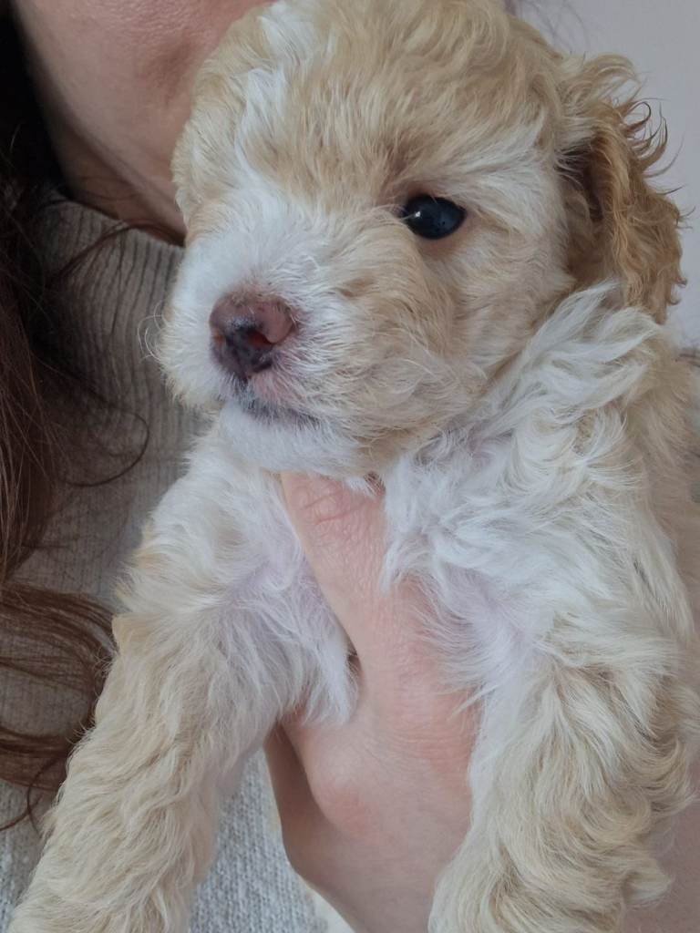 Maltipoo Apricot male.