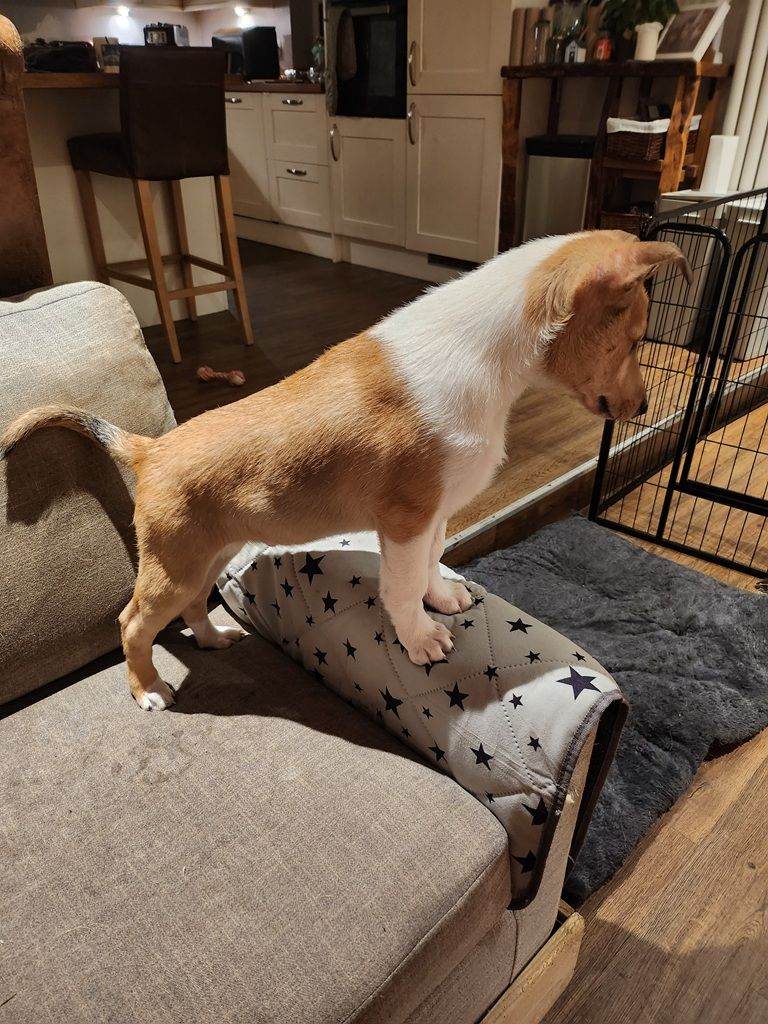 Male sable smooth collie puppy (not border collie)