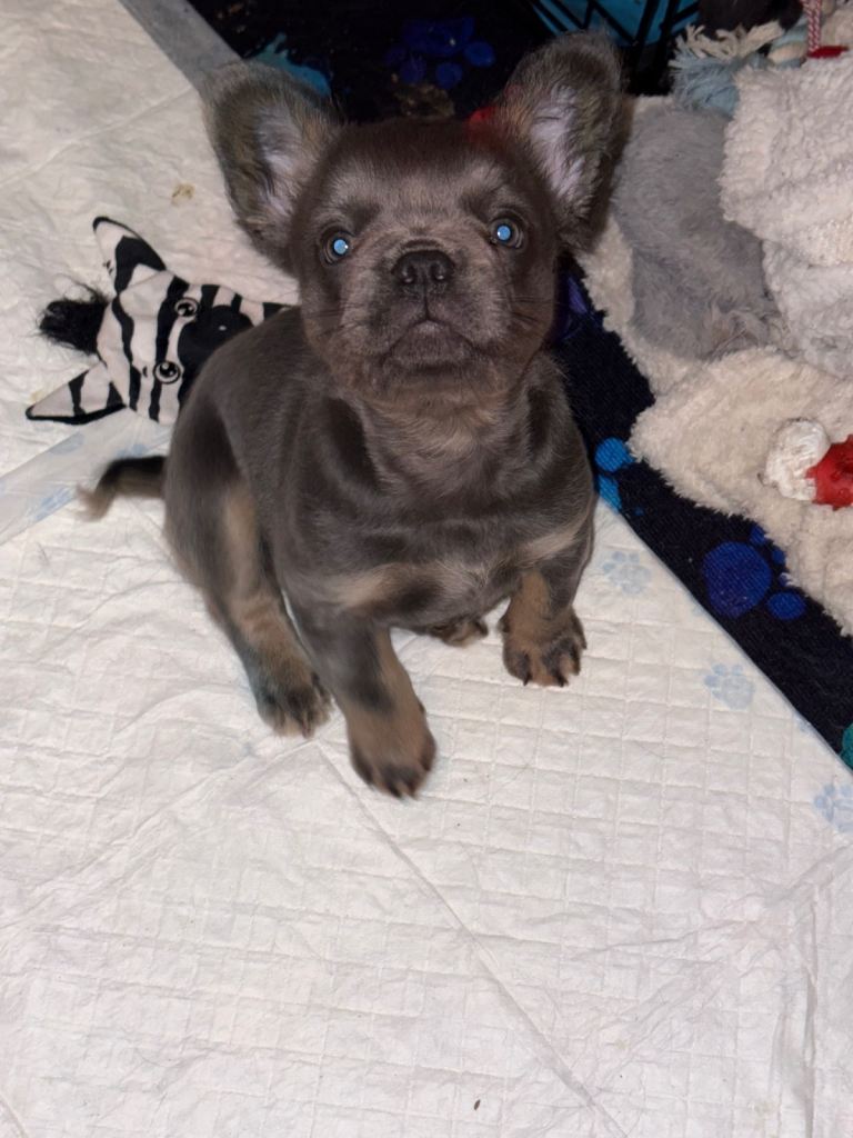 Male fluffy frenchie