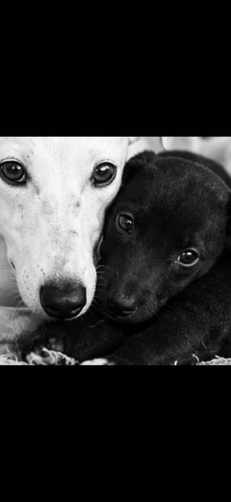Whippet x puppies