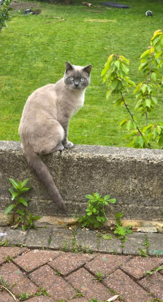 colourpoint  British Shorthair 