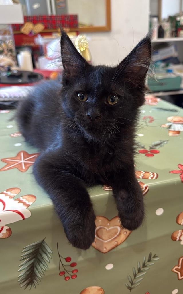 🐾 Gorgeous Black Maine Coon Princess – TICA Pedigree 🖤