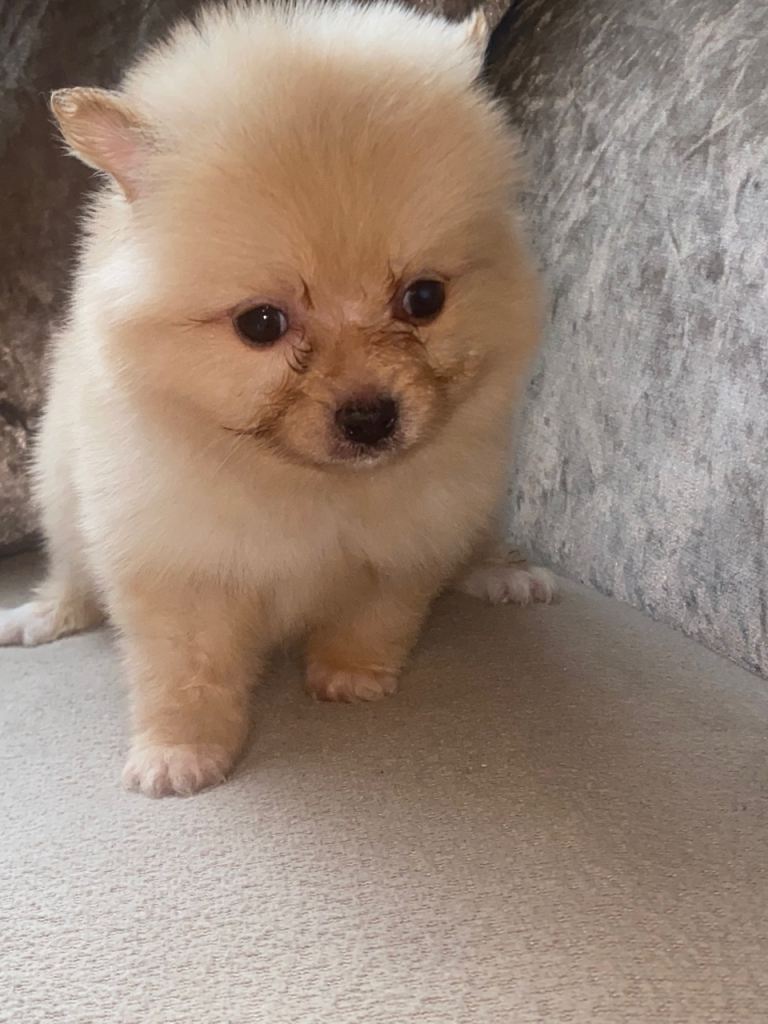 Pomeranian