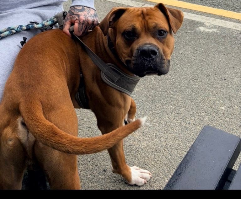 Boxer bully 