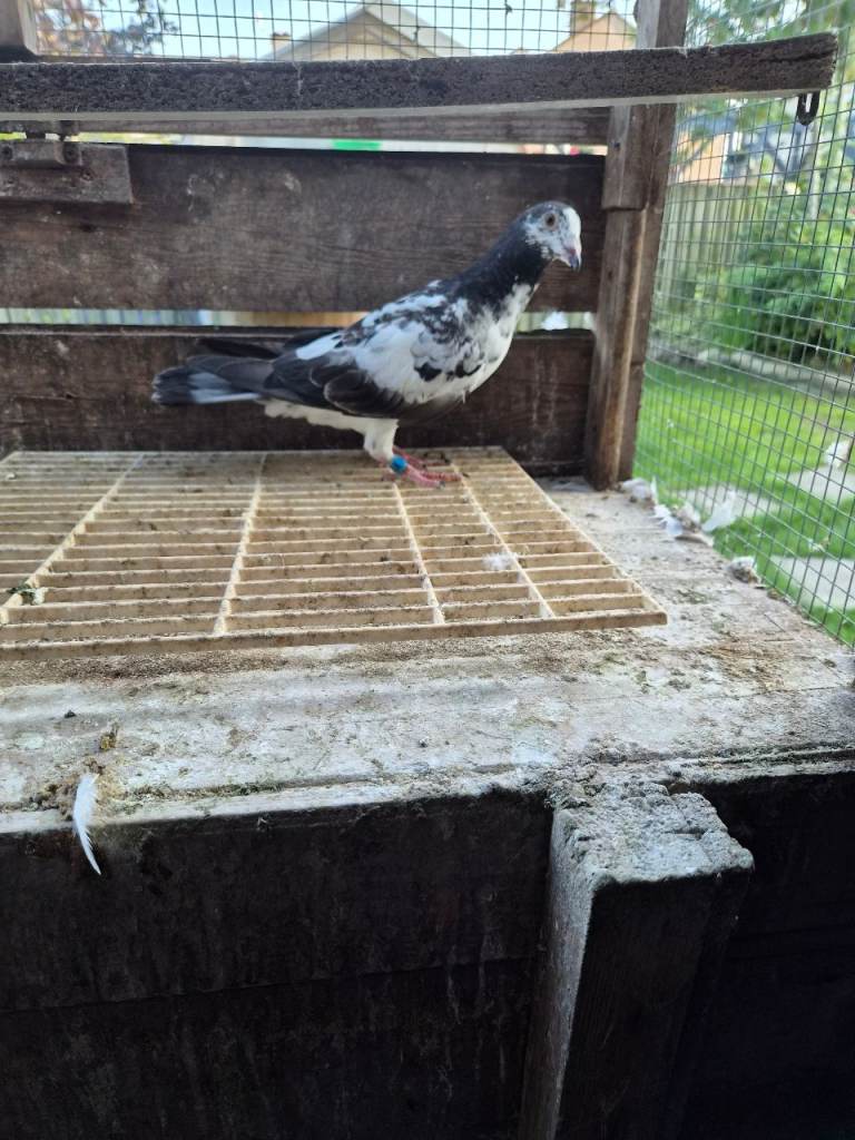 Racing pigeons with pedregrees