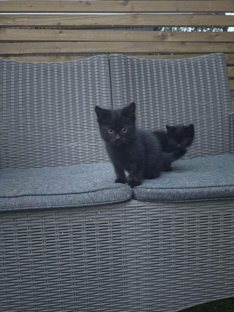 Kittens