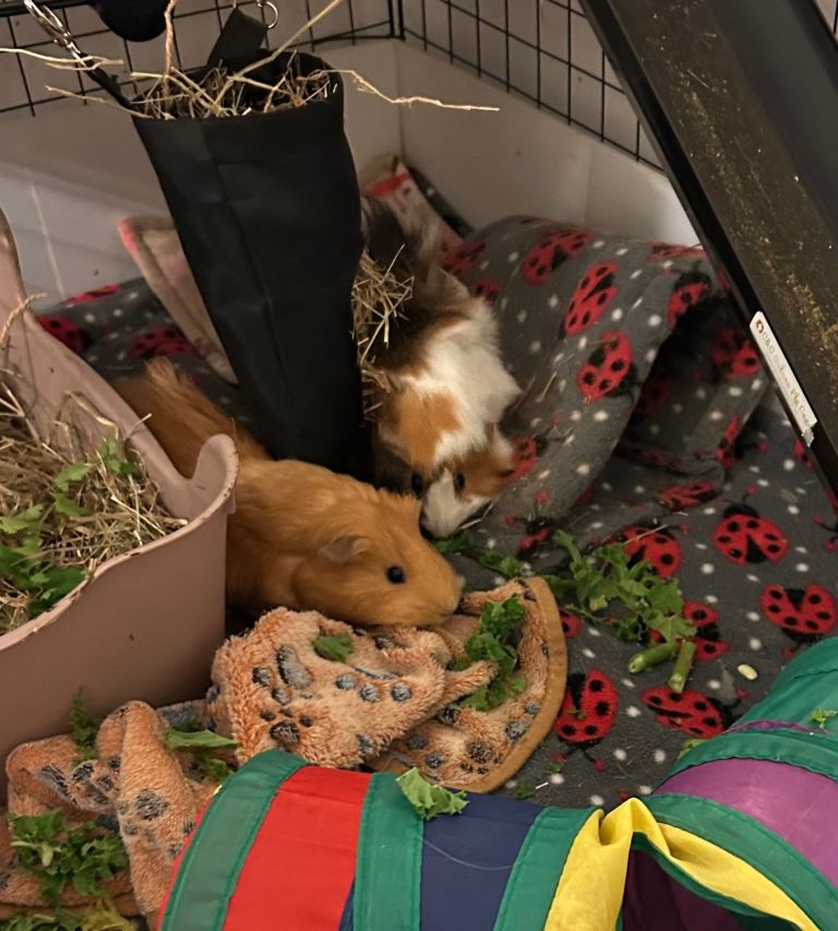 1 year old bonded girls for sale