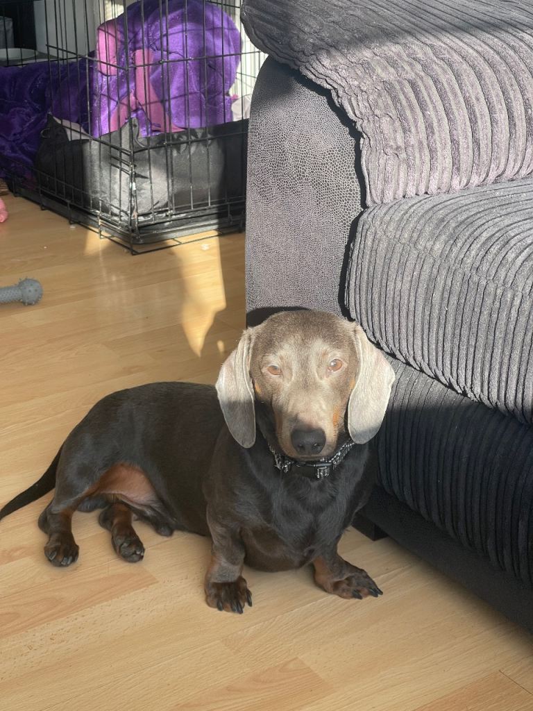 2 year old Blue Dachshund to be rehomed. 
