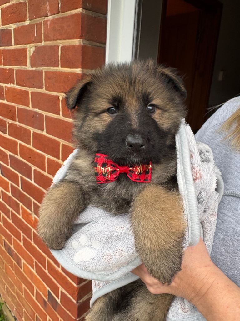 (2 boys remaining) Pure bred German Shepard puppies for sale 