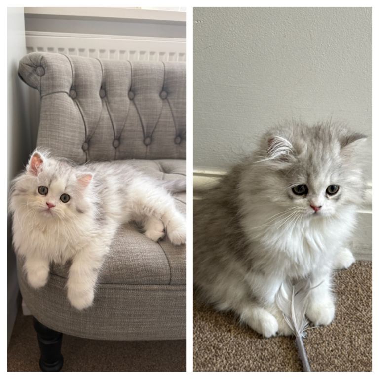 Persian chinchilla & doll face babies