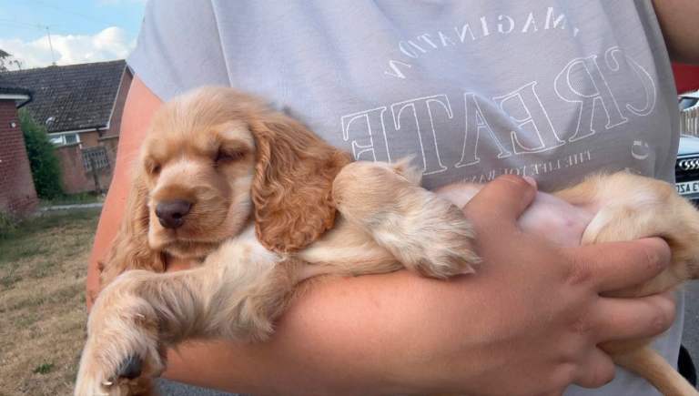 Show type cocker spaniel 