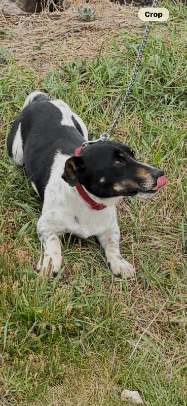 Jack Russell dog and bitch 