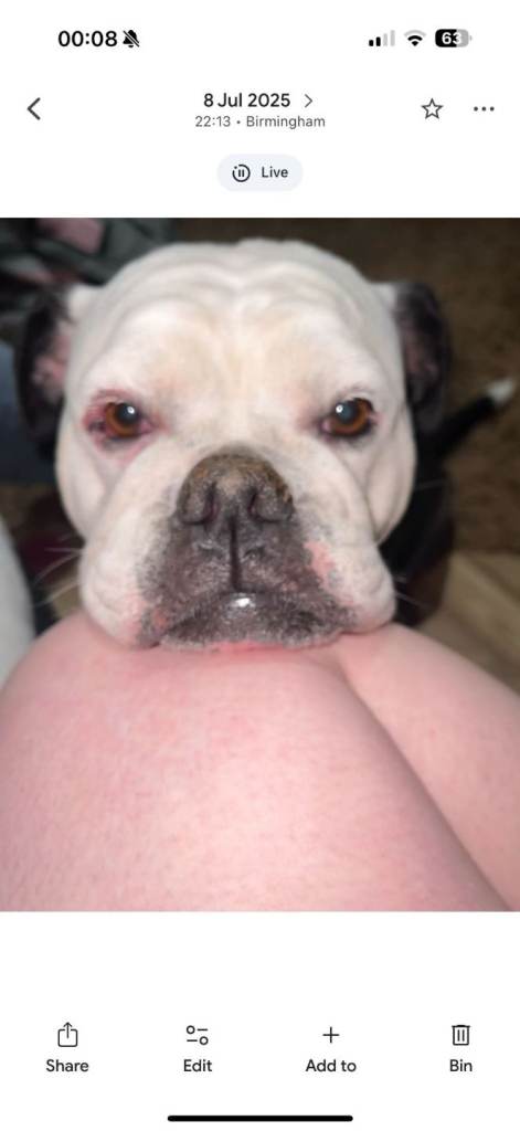 Old tyne working bull dog