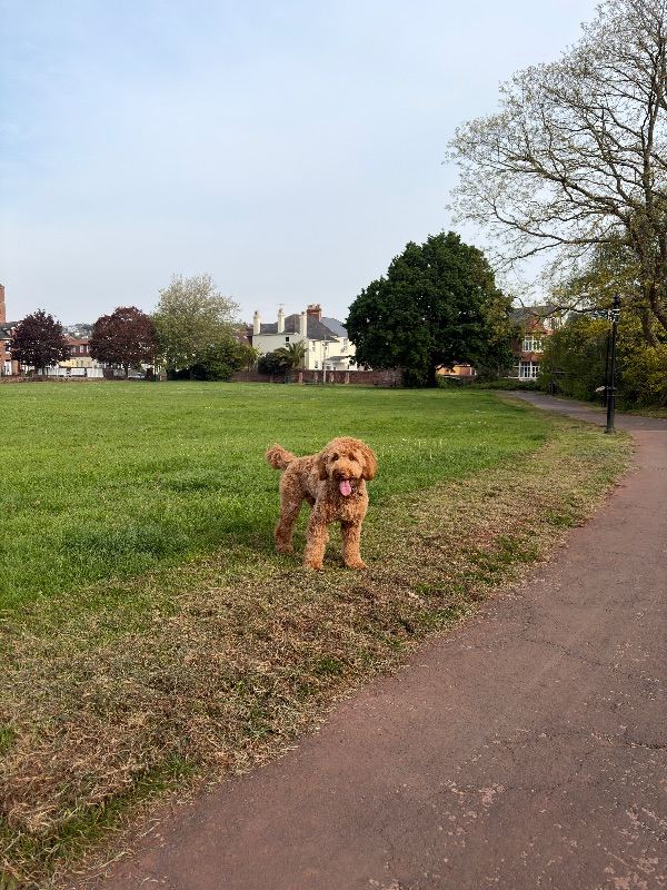 Cockapoo 