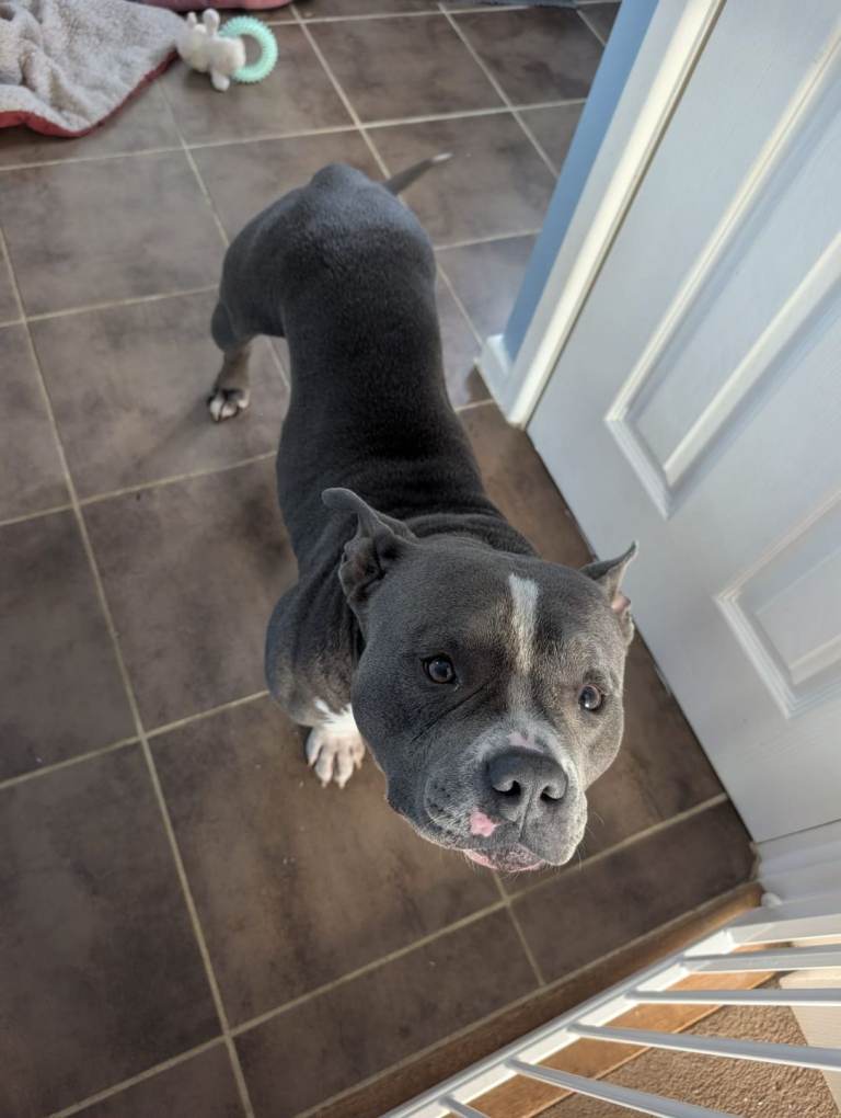 Pocket bully