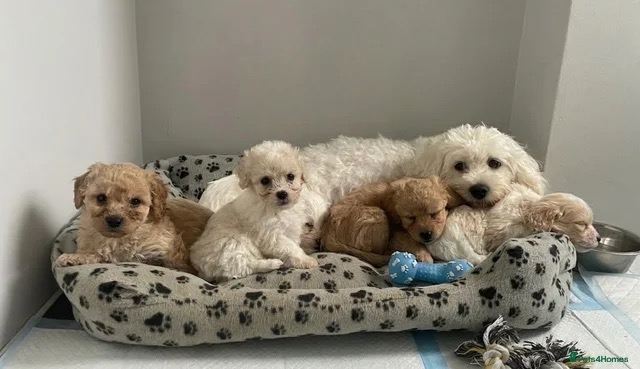 Beautiful Cavapoo puppies 