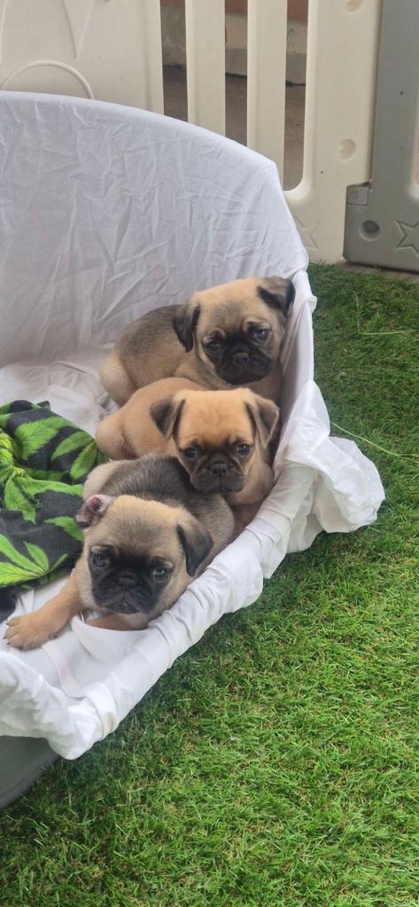 3 Gorgeous Male Pug Puppies Left!! 